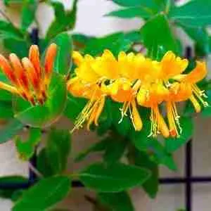 Vibrant yellow and orange blooming flowers from The Goats Field garden.