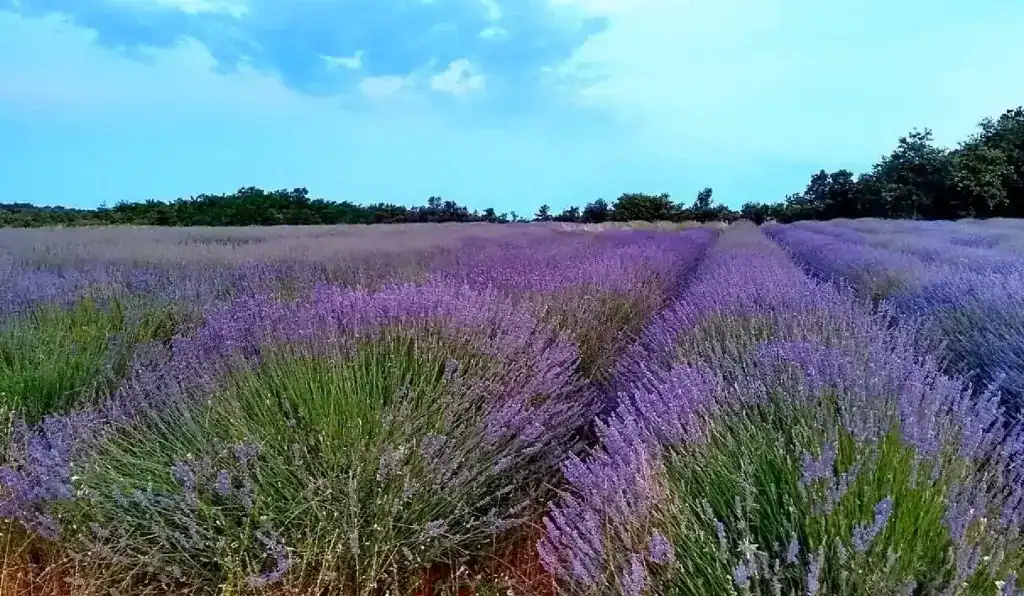 Fields of lavender in bloom, perfect for creating soothing, natural products. Discover The Goat’s Field's handcrafted goat milk lotions and soaps infused with lavender for nourishing and calming benefits. Shop now to experience the best in natural skincare!