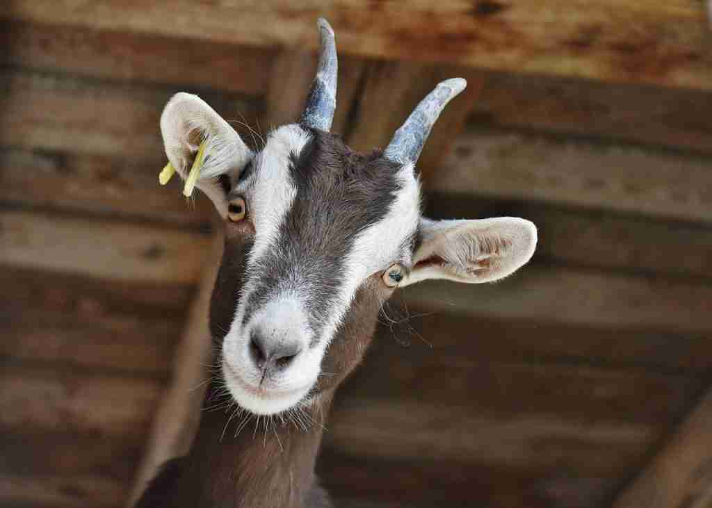 Adorable goat with striking eyes and curved horns, farm animal at The Goats Field.