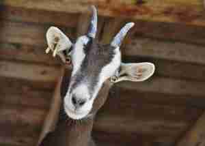 Close-up of a goat with brown and white fur, two curved horns, and a yellow ear tag, standing under a wooden shelter.