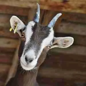 Adorable goat with striking eyes and curved horns, farm animal at The Goats Field.